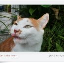 파피루스 이미지