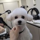솔리스텔라