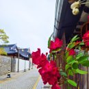 운산 아래 구름 | [2026] 분홍 찔레꽃