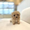 이쁜 강아지 이미지