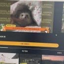 영상세계 | 제8회 서울동물영화제 ‘비로소 세계’ 시민영상 공모전 입상 후기, 내가 입상이라니!!