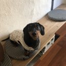 데려오개 이미지