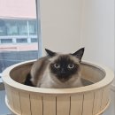우아한 샴고양이 캐로의 호텔링후기 – 동작 고양이 호텔