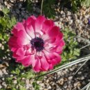 늦게 피는 꽃 이미지