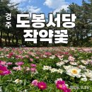경주 도봉서당 작약꽃 이미지
