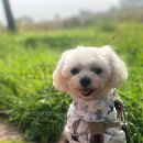 오구오구 펫살롱 이미지