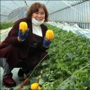 왕곡농장 이미지