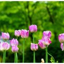 대한꼬치 이미지