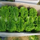 초리농장 이미지