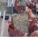 숲에서 온 유정란 이미지