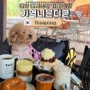 담빛수영장 | 담양 애견동반카페 기역니은디귿 강아지랑 베이글, 빙수 먹고 힐링한 하루