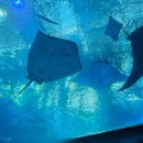 유빌리지1차 | 오키나와 2박 3일 노랑풍선패키지 #힐튼2박 2일차-1 후기 츄라우미 수족관 비세후쿠기길 환전은 얼마나?