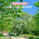 교항1리 | 대구 이팝나무군락지 교항리이팝나무 군락지 국내우정여행 봄 꽃구경