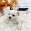 양평특수견 이미지