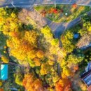 빛의 숲 이미지