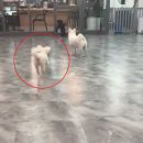 네발친구 이미지