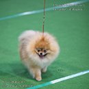 강남켄넬 이미지