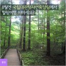 국립대관령자연휴양림 이미지