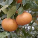 소담농장 이미지