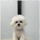 오쿠숑 이미지