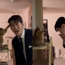 펀치펫 이미지