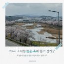 꽃보다 타이어 세종 조치원점 | 2026 조치원 벚꽃 축제 현장 후기 아이와 봄꽃 축제 세종 가볼만한곳