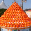 풍천대봉감농원 이미지