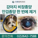 가비장의 | 2.3kg 초소형 강아지 비장종양 제거 후기