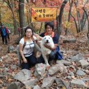 도그빌리지 이미지