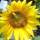 대풍농장 이미지