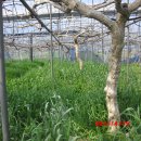 참다래농장 이미지