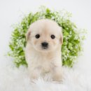 하나행운켄넬 | 광주퍼그분양 이미 알고 있었거든요