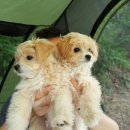 똥강아지 이미지