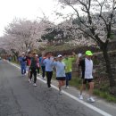 4.11(토) 금산사 벚꽃 길 이미지