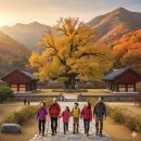 적성 설마천로 단풍나무길 | 경기도 단풍 명소 TOP5, 주차걱정 없는 11월 여행 추천