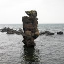 비양도의 비양나무자생지 이미지