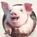 처녀돼지