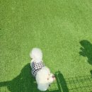 쁘띠독애견펜션 이미지
