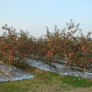 전일농장 이미지