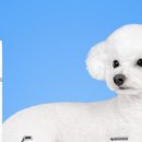 리즈애견미용 이미지
