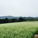 메밀꽃필무렵 이미지