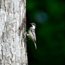 오대산의 진박새(Coal Tit) 이미지