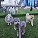 멍멍아학교가자 (대곡점) 이미지