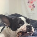 군침돌개 이미지