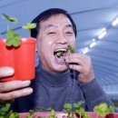 네잎클로버 이미지
