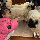 소사랑농장 | 서울 근교 국내 유일 테디베어소 만나는 곳 | 포천 마이애니멀스토리 in 평강랜드