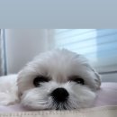 달곰달곰 이미지