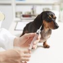 안성동물의료센터 이미지