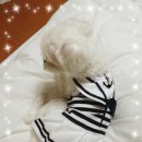 티아라펫 이미지