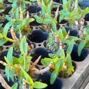 석부농장 이미지